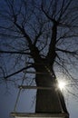 Ladder in a tree