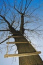 Ladder in a tree