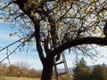 Ladder in yellow leafed apple tree 1