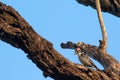 Ladder-backed woodpecker on tree branch illustrating camouflage