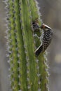 Ladderspecht, Ladder-backed Woodpecker, Picoides scalaris