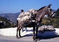 Laden donkey on mountain road, Spain.