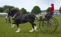 Ladies cart pulled by shire