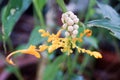 Ladies dancing ginger has yellow flowers.