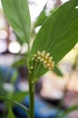 White seed of ladies dancing ginger.