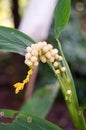 White seed and yellow flower of ladies dancing ginger.