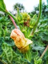 This is the ladies finger flower on the tree in India