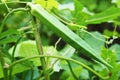 A ladies finger or okra tree and many many leaves and the background blur Royalty Free Stock Photo