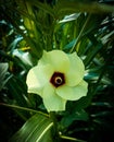 Ladies finger okra vegetable flower close up of yellow petals and red stamen and pollen. Royalty Free Stock Photo