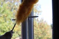 Cleaning the window and curtains area with a fluffy yellow duster Royalty Free Stock Photo