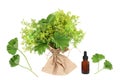 Ladies Mantle Natural Herbal Medicine Royalty Free Stock Photo