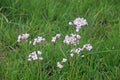 Ladies smock flower Royalty Free Stock Photo