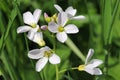 Ladies smock flowers Royalty Free Stock Photo