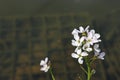 Ladies smock spike of flowers Royalty Free Stock Photo