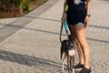 Ladies walk greyhound dog at near West Kowloon Waterfront Promenade, Hong Kong Royalty Free Stock Photo