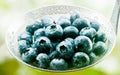 Ladle full of freshly harvested blueberries