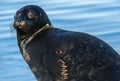 Ladoga ringed seal. Close up portrait, blue water background.