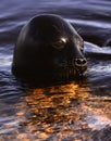 The Ladoga ringed seal.  Close up portrait. Scientific name: Pusa hispida ladogensis. The Ladoga seal in a natural habitat. Ladoga Royalty Free Stock Photo