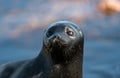The Ladoga ringed seal.  Close up portrait. Scientific name: Pusa hispida ladogensis. The Ladoga seal in a natural habitat. Ladoga Royalty Free Stock Photo