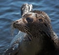 The Ladoga ringed seal. Closeup portrait, side view. Royalty Free Stock Photo