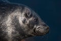 The Ladoga ringed seal. Closeup portrait, side view. Royalty Free Stock Photo