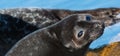 The Ladoga ringed seal. Closeup portrait Royalty Free Stock Photo