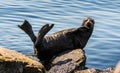 The Ladoga ringed seal. Royalty Free Stock Photo