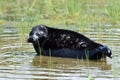 Ladoga ringed seal