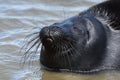 Ladoga ringed seal Royalty Free Stock Photo