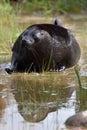 Ladoga ringed seal