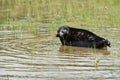 Ladoga ringed seal Royalty Free Stock Photo