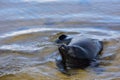 Ladoga ringed seal Royalty Free Stock Photo