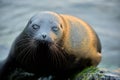 The Ladoga ringed seal ( Pusa hispida ladogensis) close up. Royalty Free Stock Photo