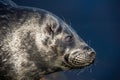 The Ladoga ringed seal resting on a stone. Close up portrait, side view. Royalty Free Stock Photo