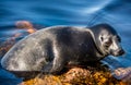 The Ladoga ringed seal resting on a stone. Scientific name: Pusa hispida ladogensis. Royalty Free Stock Photo