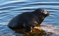 The Ladoga ringed seal resting on a stone. Scientific name: Pusa hispida ladogensis. The Ladoga seal in a natural habitat. Ladoga Royalty Free Stock Photo