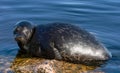 The Ladoga ringed seal resting on a stone. Scientific name: Pusa hispida ladogensis. The Ladoga seal in a natural habitat. Ladoga Royalty Free Stock Photo