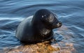 The Ladoga ringed seal resting on a stone. Scientific name: Pusa hispida ladogensis. The Ladoga seal in a natural habitat. Ladoga Royalty Free Stock Photo