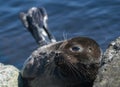 The Ladoga ringed seal resting on a stone. Royalty Free Stock Photo