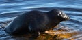 The Ladoga ringed seal resting on a stone. Scientific name: Pusa hispida ladogensis. The Ladoga seal in a natural habitat. Ladoga Royalty Free Stock Photo