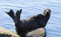 The Ladoga ringed seal resting on a stone. Scientific name: Pusa hispida ladogensis. Royalty Free Stock Photo