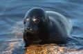 The Ladoga ringed seal resting on a stone. Scientific name: Pusa hispida ladogensis. Royalty Free Stock Photo