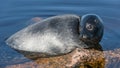 The Ladoga ringed seal resting on a stone. Scientific name: Pusa hispida ladogensis. The Ladoga seal in a natural habitat. Ladoga Royalty Free Stock Photo