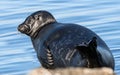 The Ladoga ringed seal resting on a stone. Scientific name: Pusa hispida ladogensis. The Ladoga seal in a natural habitat. Ladoga Royalty Free Stock Photo