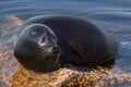 The Ladoga ringed seal resting on a stone. Scientific name: Pusa hispida ladogensis. The Ladoga seal in a natural habitat. Ladoga Royalty Free Stock Photo