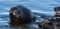 The Ladoga ringed seal. Scientific name: Pusa hispida ladogensis. The Ladoga seal in a natural habitat. Ladoga Lake. Russia Royalty Free Stock Photo