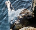 The Ladoga ringed seal. Side view portrait. Close up. Scientific name: Pusa hispida ladogensis. The Ladoga seal in a natural Royalty Free Stock Photo