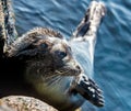 The Ladoga ringed seal. Side view portrait. Close up. Scientific name: Pusa hispida ladogensis. The Ladoga seal in a natural Royalty Free Stock Photo