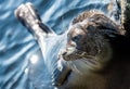 The Ladoga ringed seal. Side view portrait. Close up. Scientific name: Pusa hispida ladogensis. The Ladoga seal in a natural Royalty Free Stock Photo