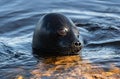 The Ladoga ringed seal swimming in the water. Blue water background. Royalty Free Stock Photo